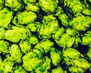 Семена марихуаны, как добавка в пиво, могут показаться новаторским изобретением, но на самом деле они глубоко укоренены в восточной традиции